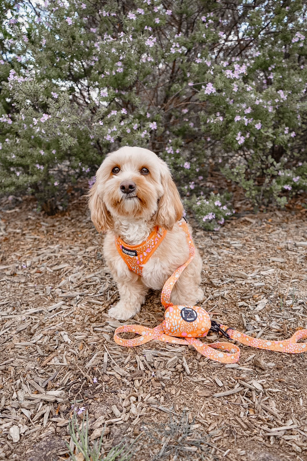 Orange Bloom Harness