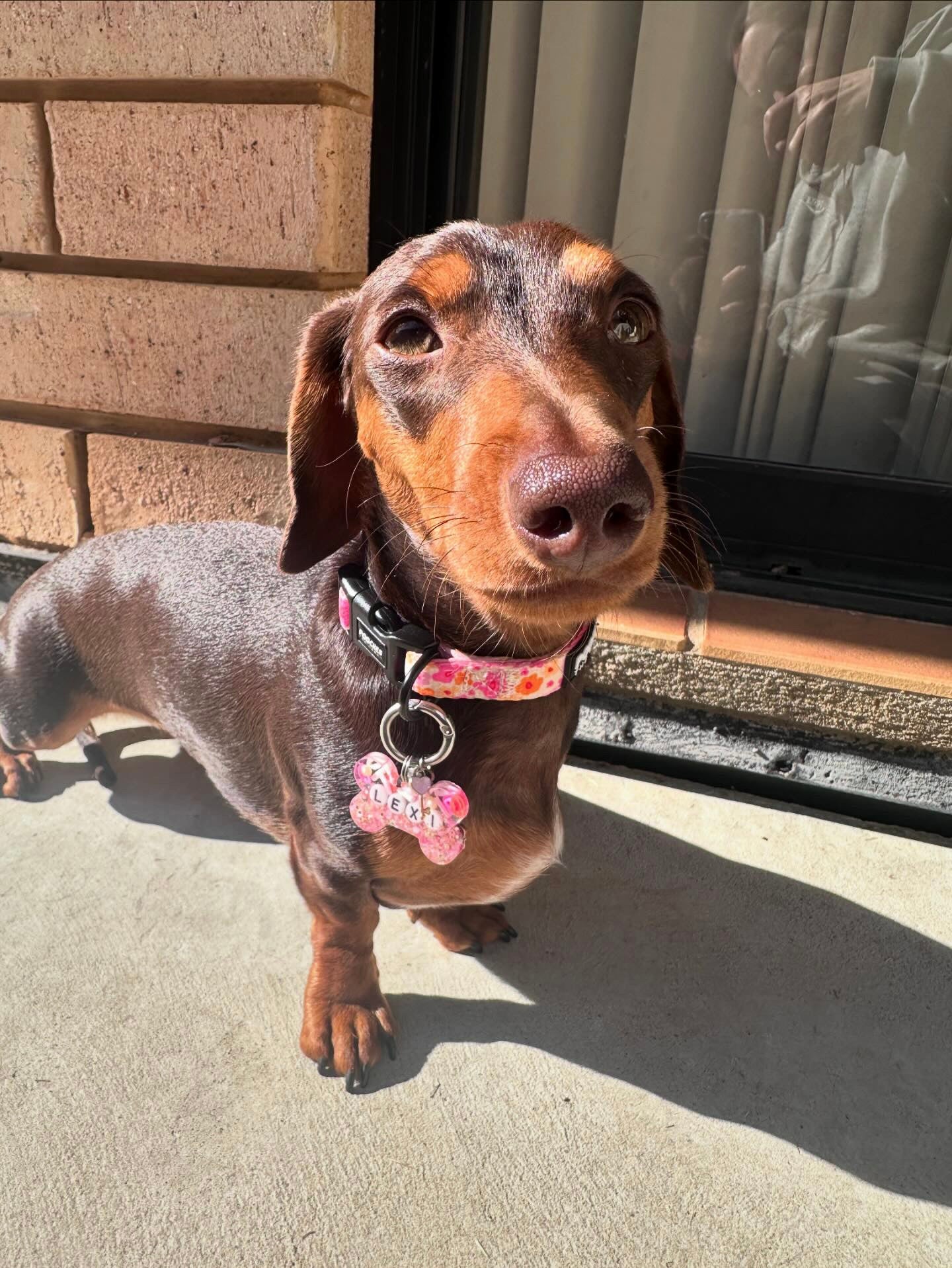 Blossom Burst 2.0 Collar