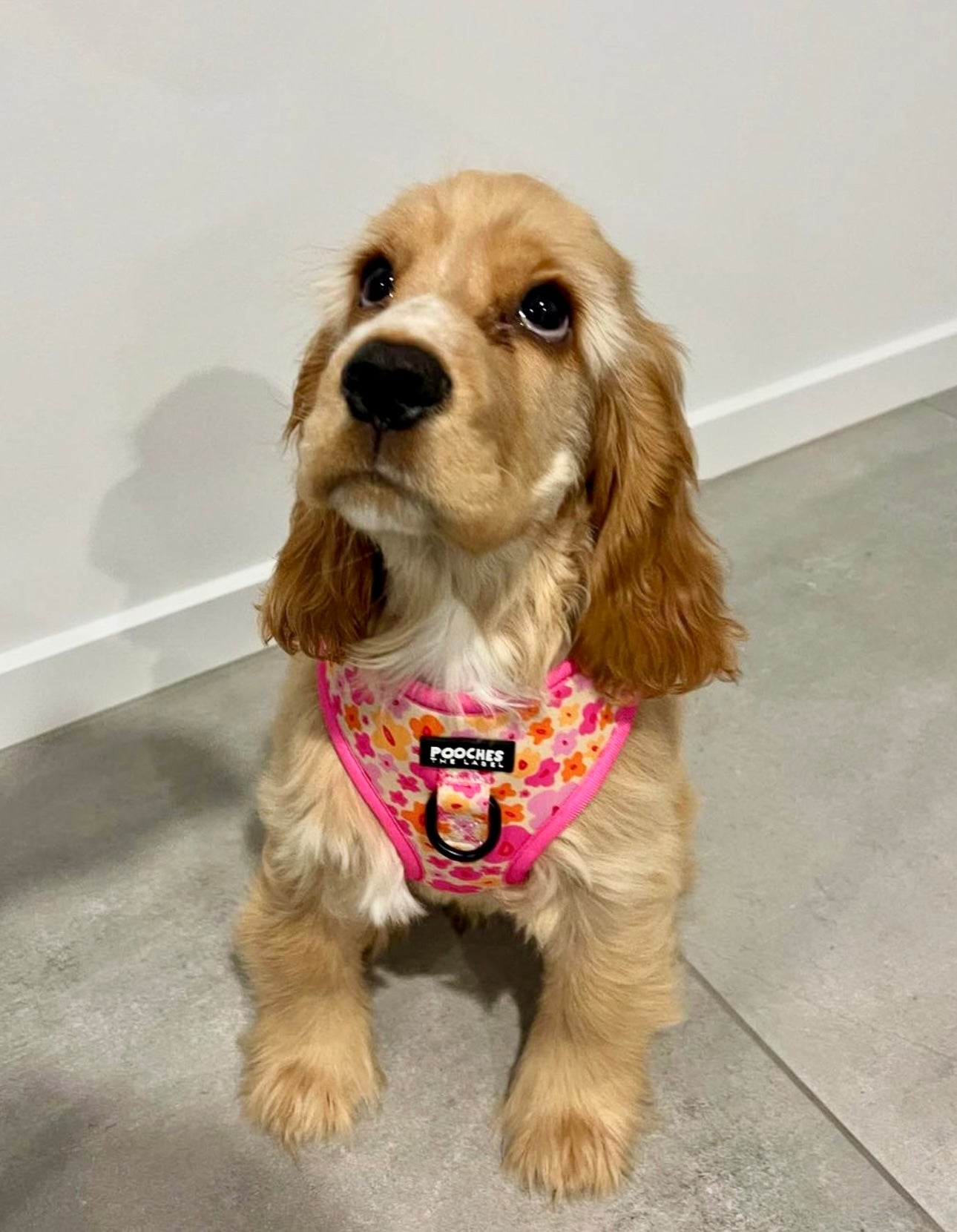 Blossom Burst 2.0 Harness