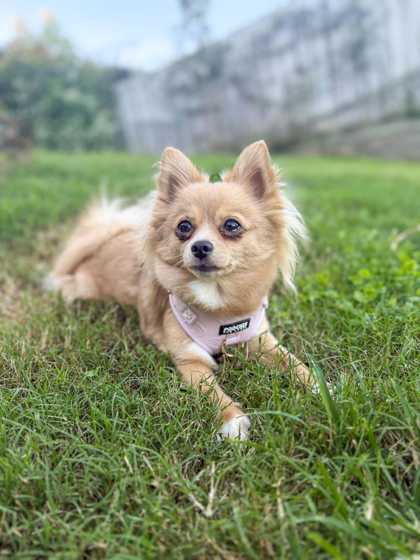 True Love Harness