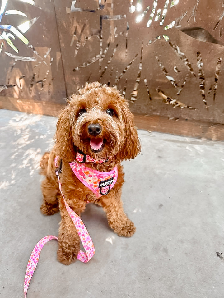 Blossom Burst Harness