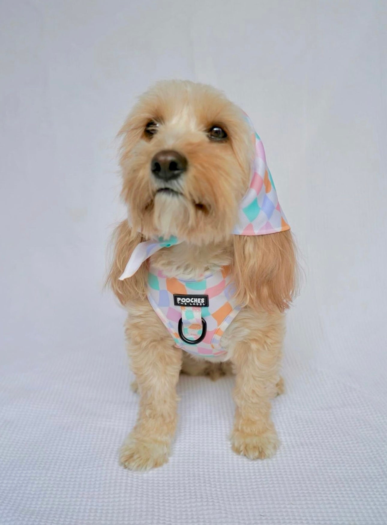 Sherbet Dream Bandana