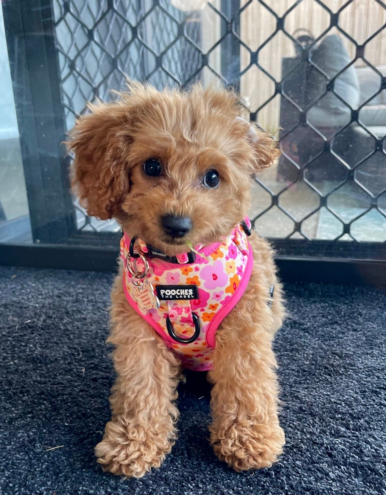 Blossom Burst 2.0 Harness