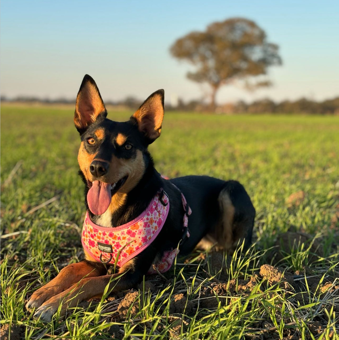 Blossom Burst Harness