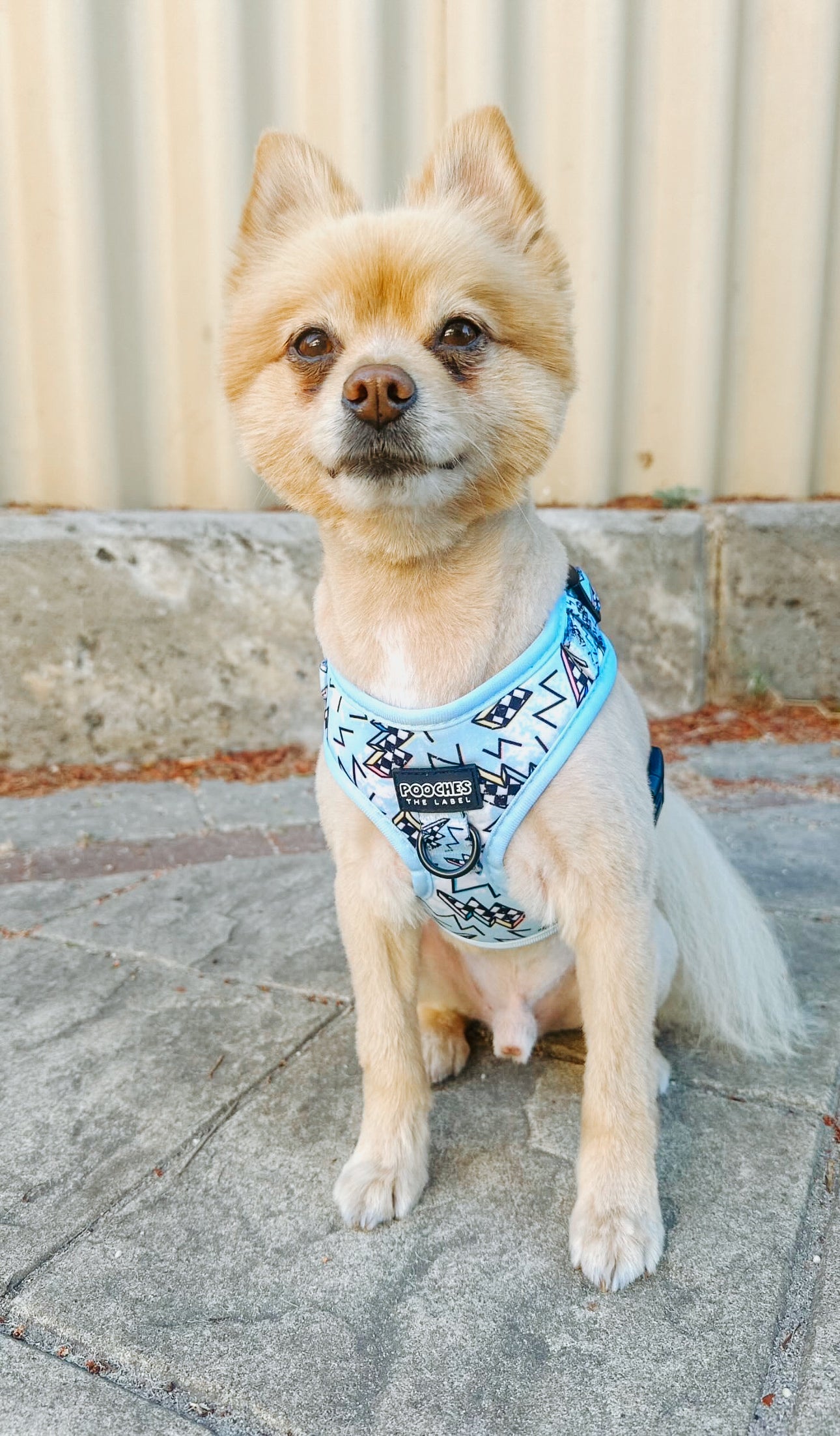 Bolted Blue Harness