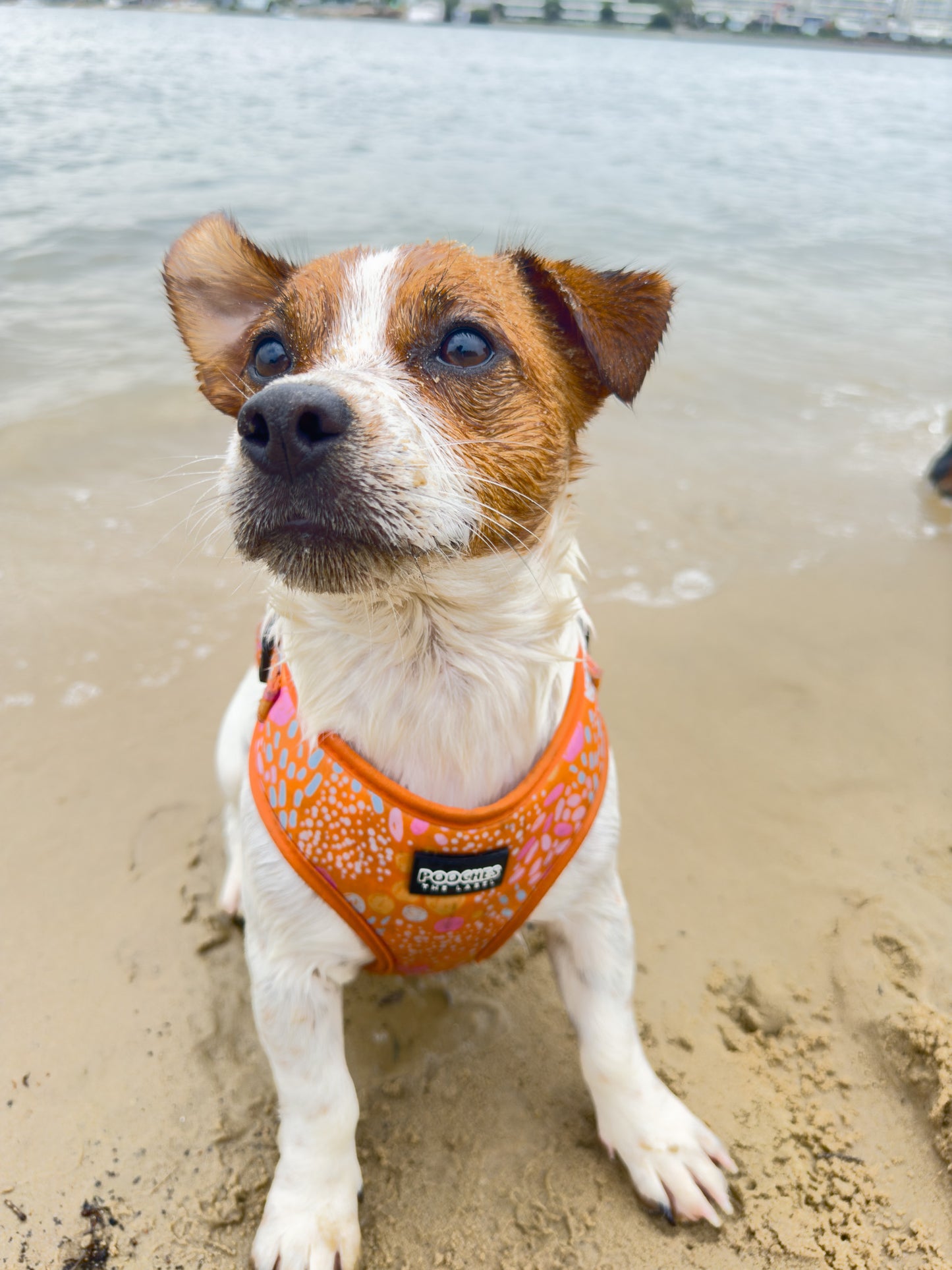 Orange Bloom Harness