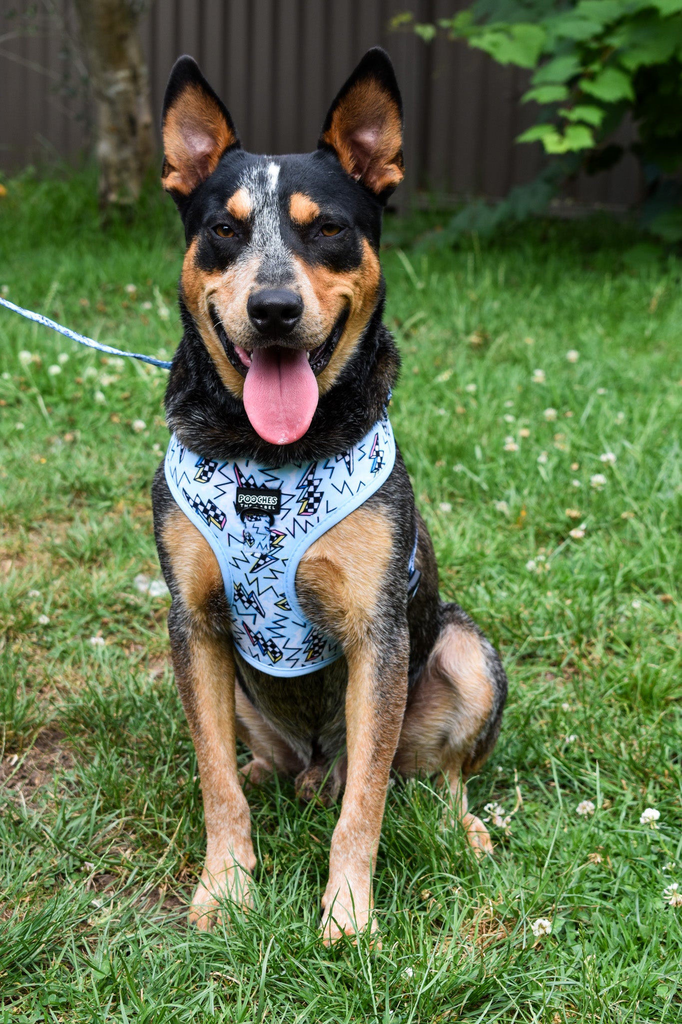 Bolted Blue Harness