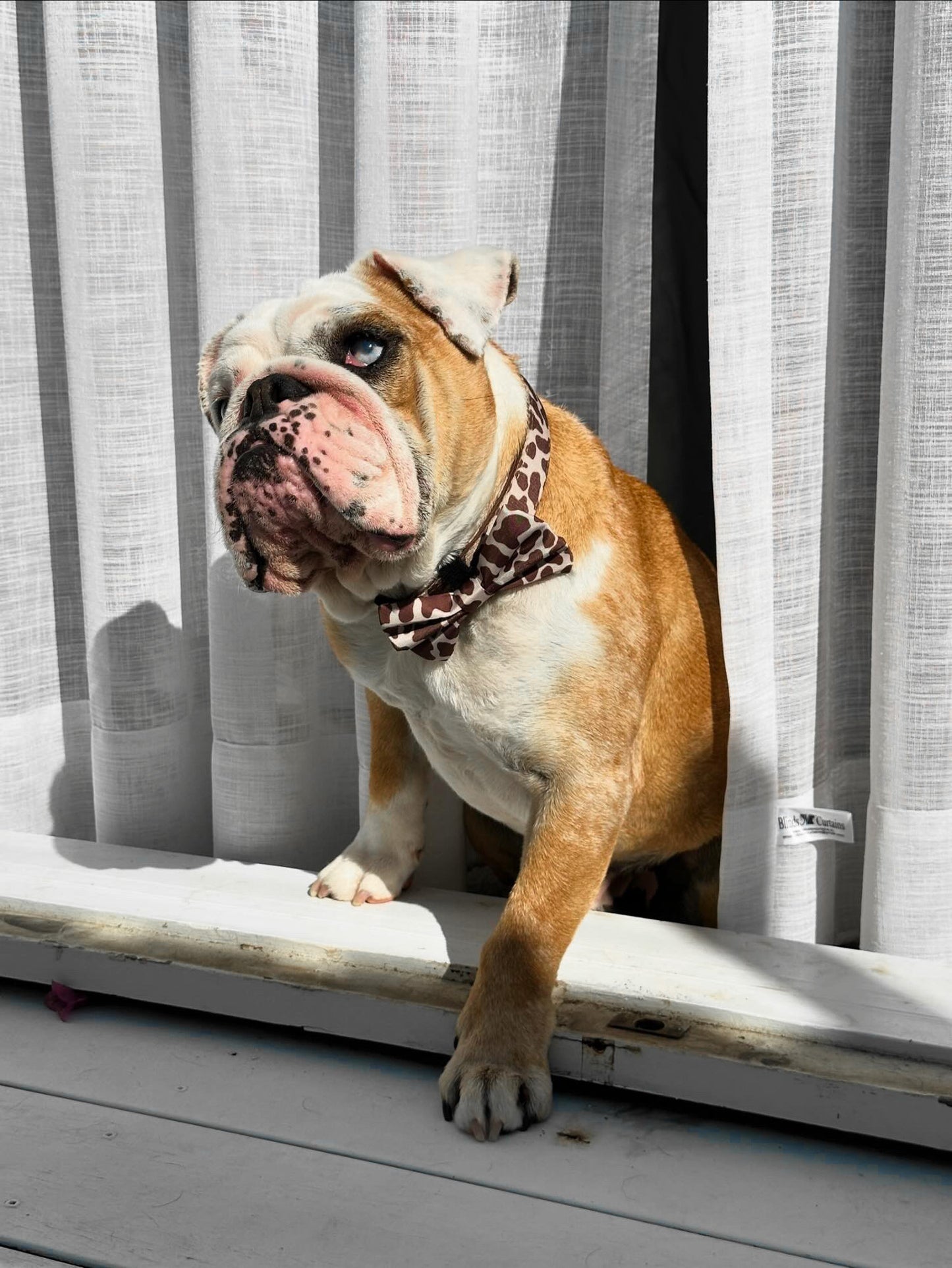 Cowboy Milkshake Collar