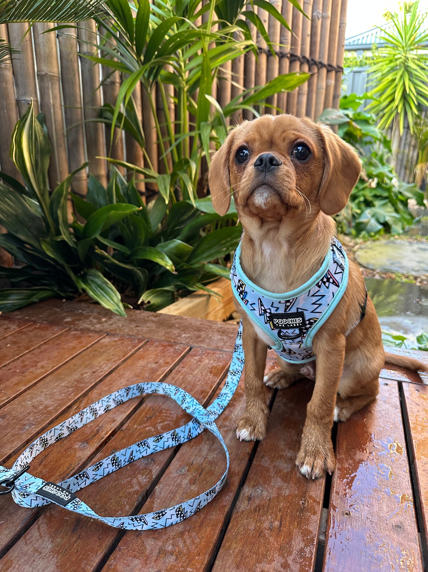 Bolted Blue Harness